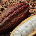 Cacao 1