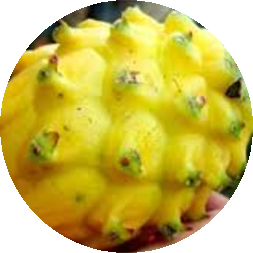 Yellow Dragón Fruit