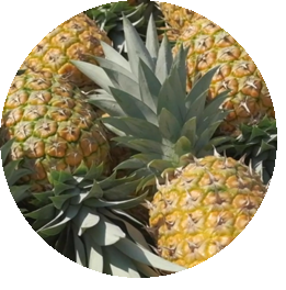Ananas Pineapple