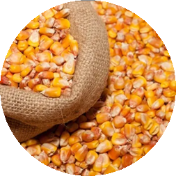 Maiz Amarillo. Yellow Corn